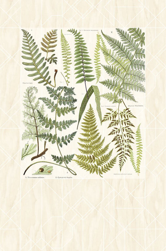 EIJFFINGER Geonature 366102 - Afbeelding 1 - Naturel, Groen, Retro, Vintage, Grafisch, Bladeren