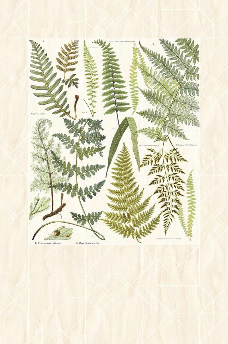 EIJFFINGER Geonature 366102 - Afbeelding 1 - Naturel, Groen, Retro, Vintage, Grafisch, Bladeren