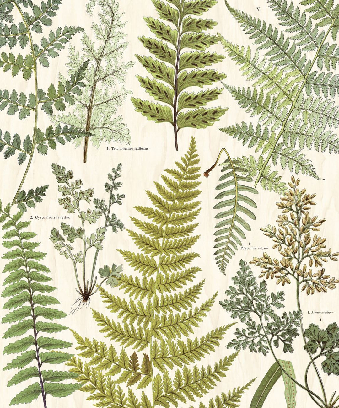 EIJFFINGER Geonature 366104 - Afbeelding 1 - Naturel, Groen, Retro, Vintage, Grafisch, Bladeren