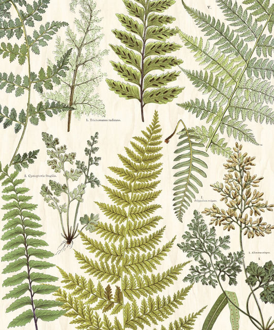 EIJFFINGER Geonature 366104 - Afbeelding 1 - Naturel, Groen, Retro, Vintage, Grafisch, Bladeren