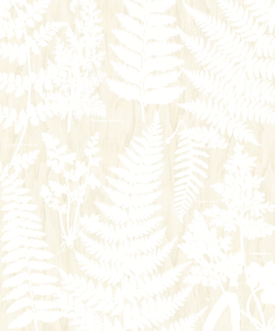 EIJFFINGER Geonature 366106 - Afbeelding 1 - Naturel, Wit, Romantisch, Grafisch, Bladeren