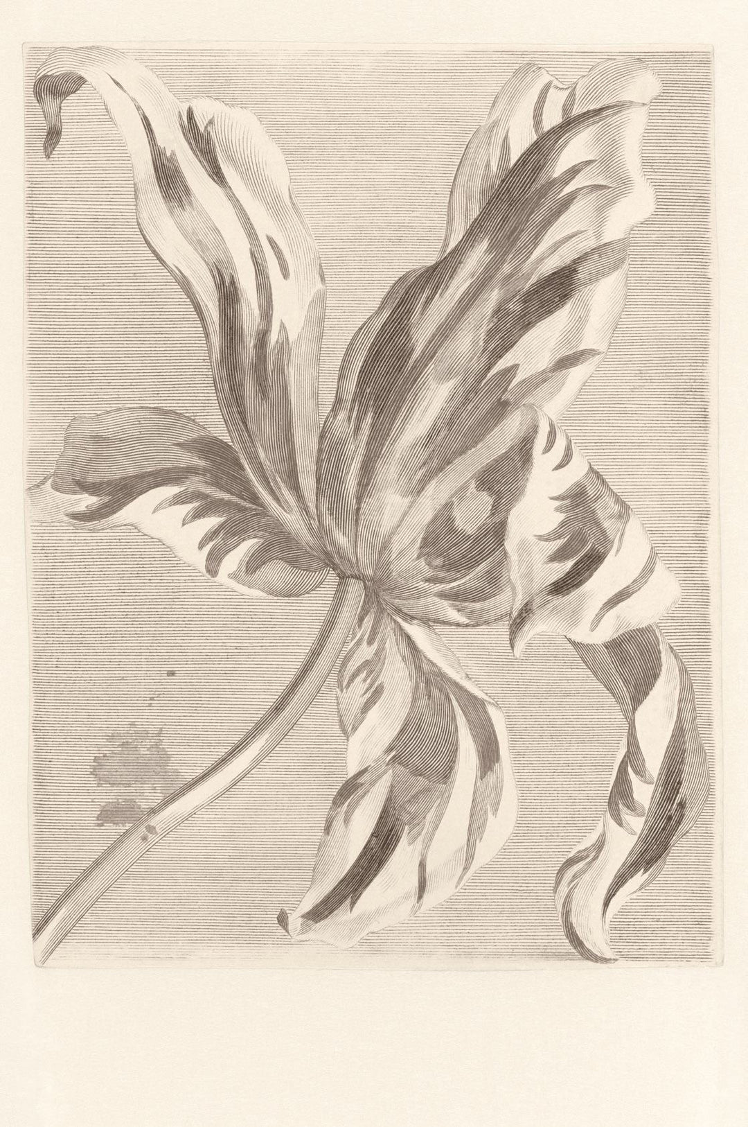 EIJFFINGER Masterpiece 358117 - Afbeelding 1 - Wit, Zwart / Grijs, Klassiek, Bloemen