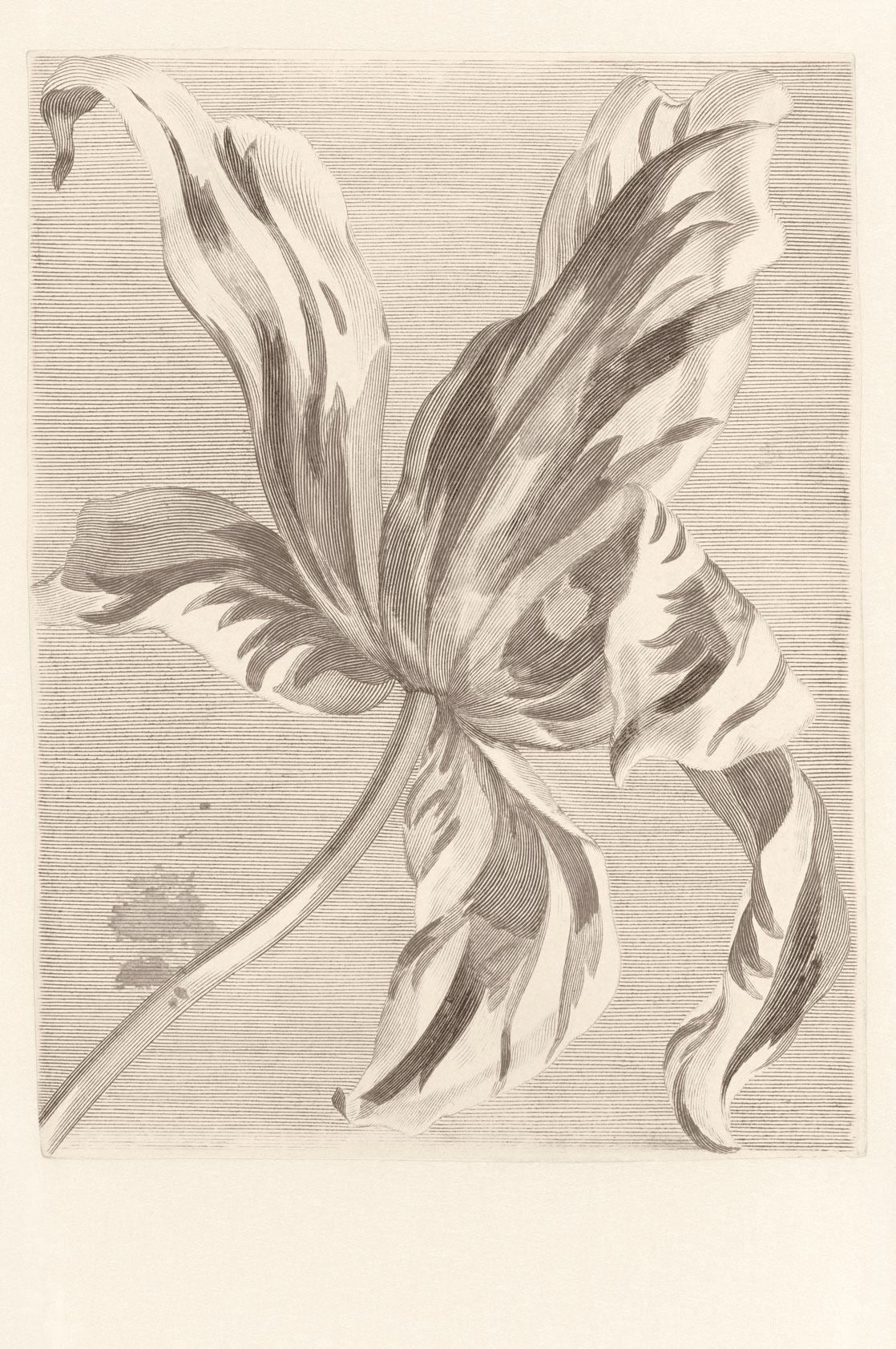 EIJFFINGER Masterpiece 358117 - Afbeelding 1 - Wit, Zwart / Grijs, Klassiek, Bloemen