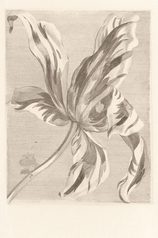 EIJFFINGER Masterpiece 358117 - Afbeelding 1 - Wit, Zwart / Grijs, Klassiek, Bloemen