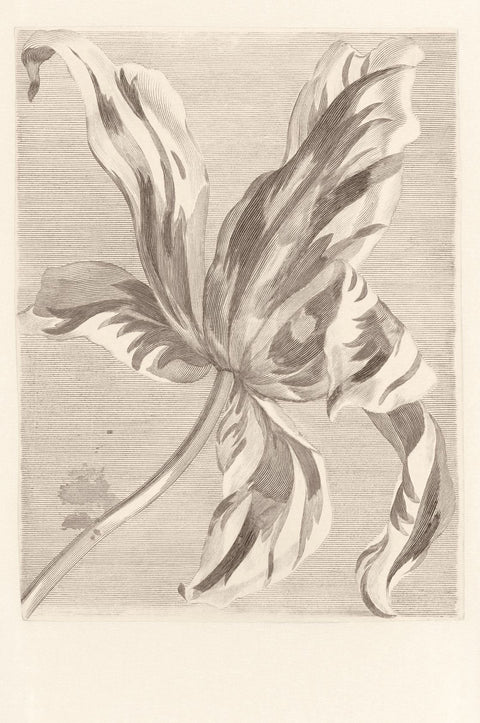 EIJFFINGER Masterpiece 358117 - Afbeelding 1 - Wit, Zwart / Grijs, Klassiek, Bloemen