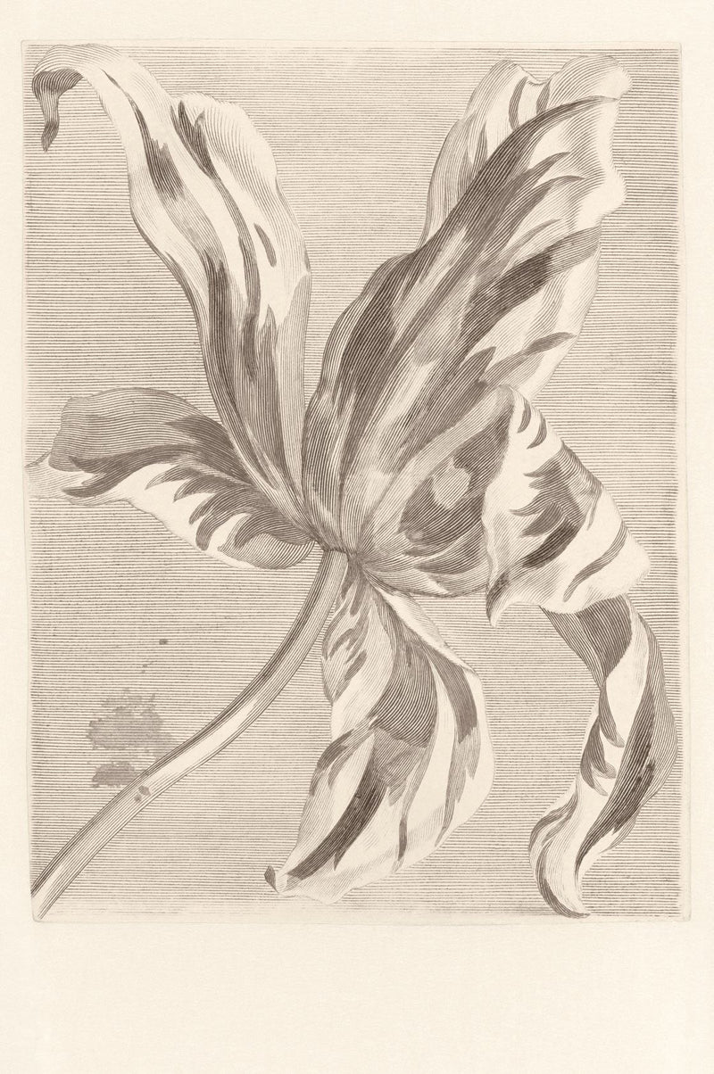 EIJFFINGER Masterpiece 358117 - Afbeelding 1 - Wit, Zwart / Grijs, Klassiek, Bloemen