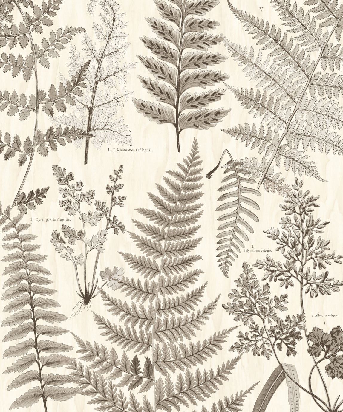 EIJFFINGER Wallpower Favourites 309018 - Afbeelding 1 - Naturel, Zwart / Grijs, Scandinavisch, Grafisch, Bladeren