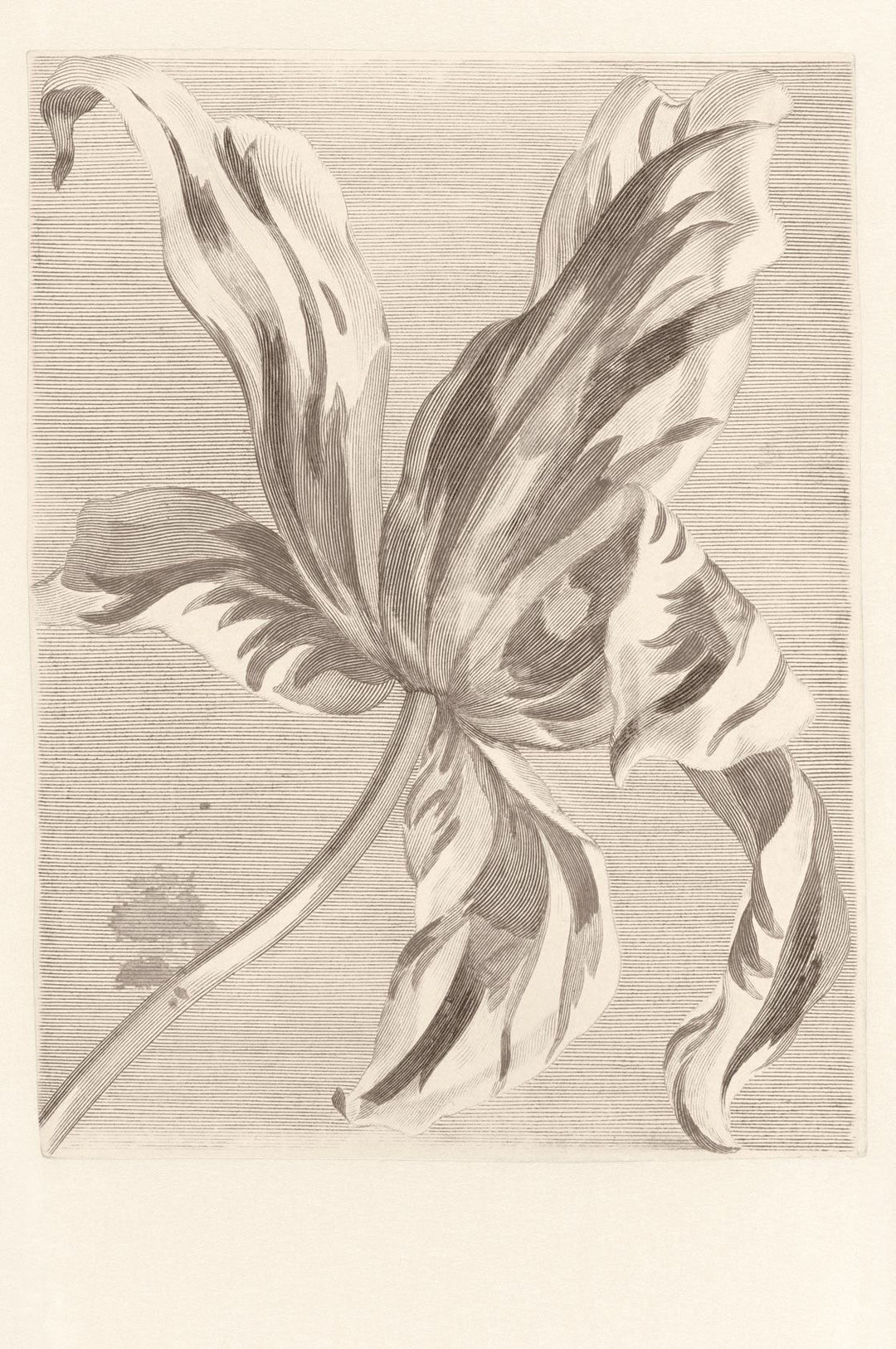 EIJFFINGER Wallpower Favourites 309032 - Afbeelding 1 - Wit, Zwart / Grijs, Klassiek, Bloemen