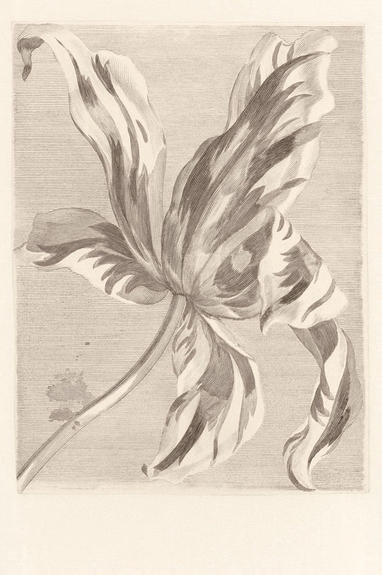 EIJFFINGER Wallpower Favourites 309032 - Afbeelding 1 - Wit, Zwart / Grijs, Klassiek, Bloemen