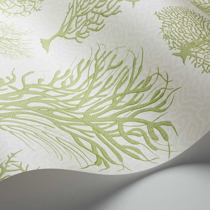 Cole & Son Curio Seafern behang 107/2008