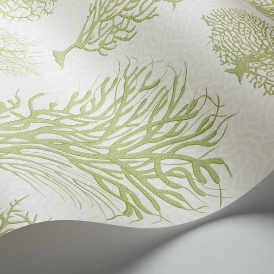 Cole &amp; Son Curio Seafern behang 107/2008