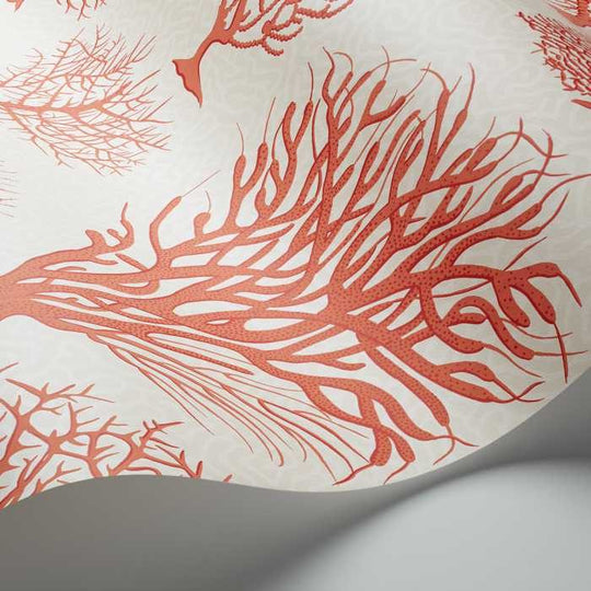 Cole &amp; Son Curio Seafern behang 107/2011