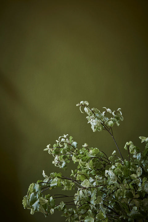 Tom's Oil Eggshell | Citrine no. 71