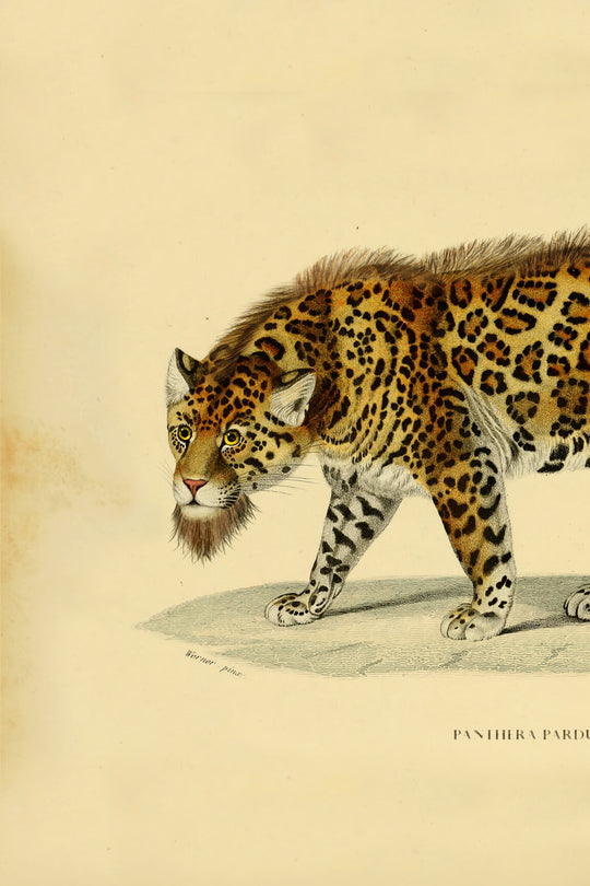 ARTE Bearded Leopard Moooi Wallcovering Extinct Animals MO2054 afbeelding 4