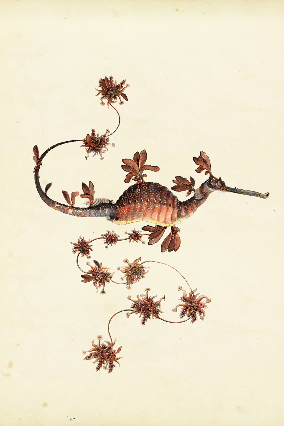 ARTE Blooming Seadragon Moooi Wallcovering Extinct Animals MO2023 afbeelding 4