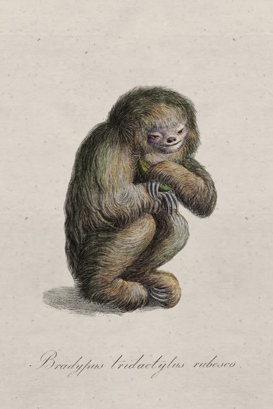 ARTE Blushing Sloth Moooi Wallcovering Extinct Animals MO2044 afbeelding 4