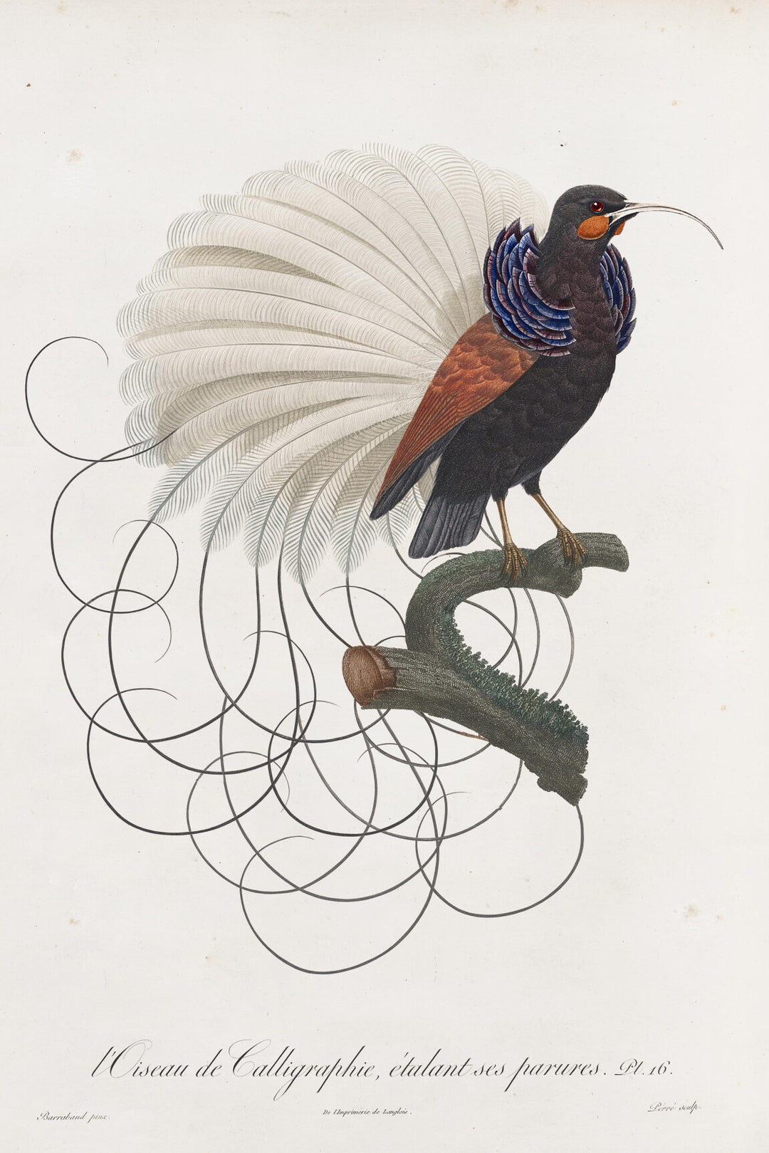 ARTE Calligraphy Bird Moooi Wallcovering Extinct Animals MO2012 afbeelding 4