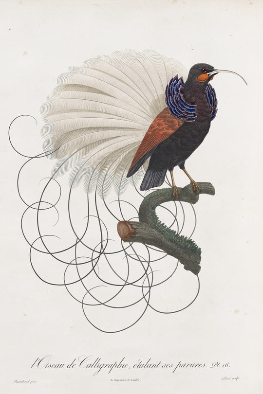 ARTE Calligraphy Bird Moooi Wallcovering Extinct Animals MO2012 afbeelding 4