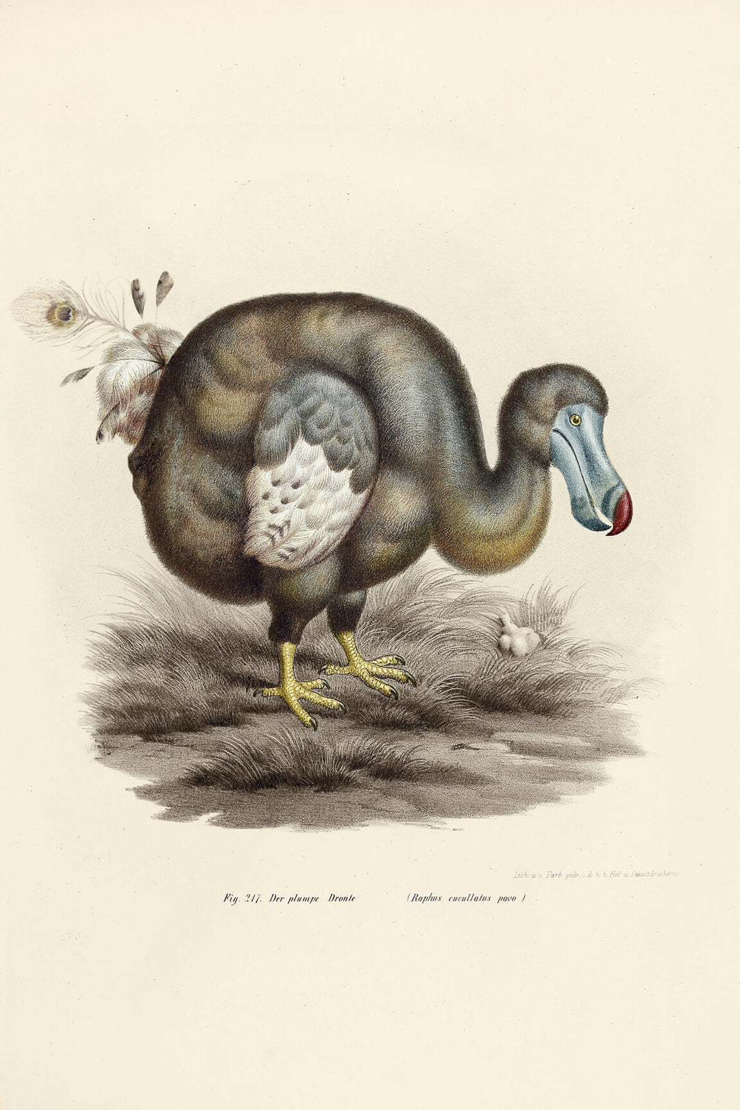 ARTE Dodo Pavone Moooi Wallcovering Extinct Animals MO2091 afbeelding 4